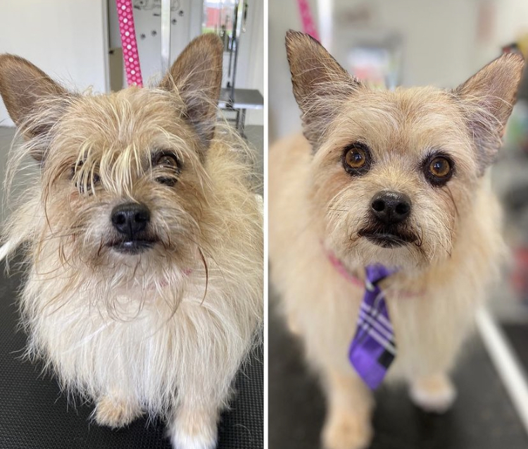 Groomer Has It | 3165 Lakefield Rd, Peterborough, ON K9J 6X5, Canada | Phone: (705) 652-0777