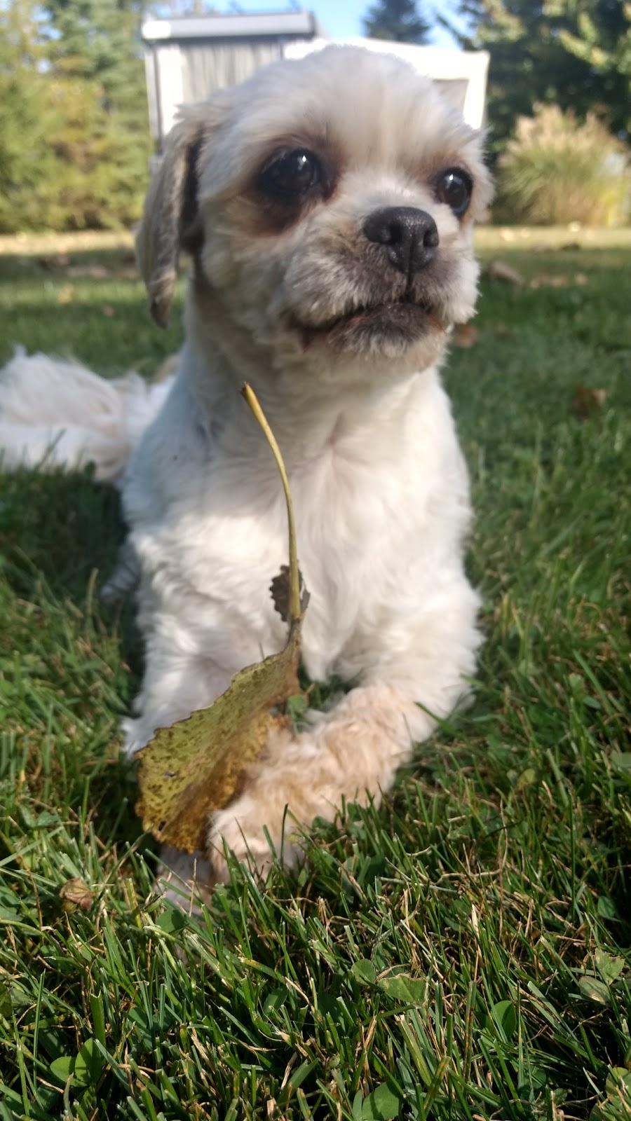 Happy Dance Dog Walking and Pet Sitting | 9848 Union Rd, Shedden, ON N0L 2E0, Canada | Phone: (226) 700-7209