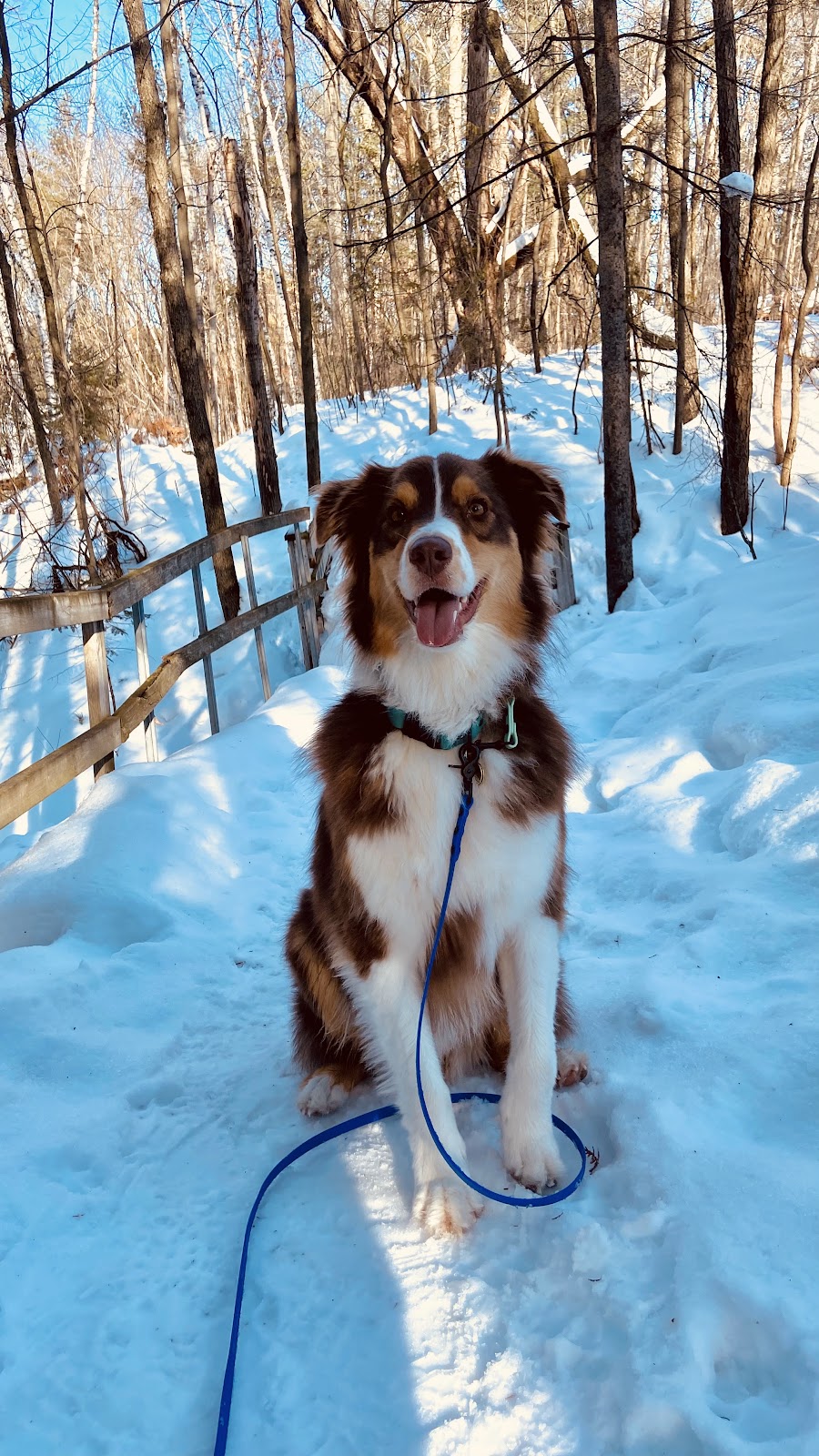 K9 Odyssey Ottawa | 1064 Misty Morning Ln, Greely, ON K4P 1P8, Canada | Phone: (613) 325-2822