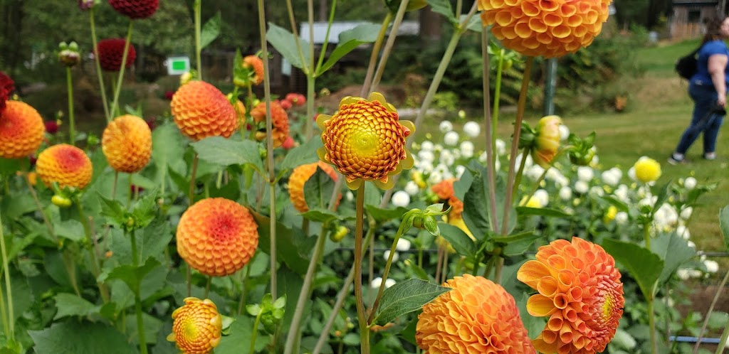 Warwick Dahlias | 1672 Constitution Rd, Black Creek, BC V9J 1G2, Canada | Phone: (250) 650-2128