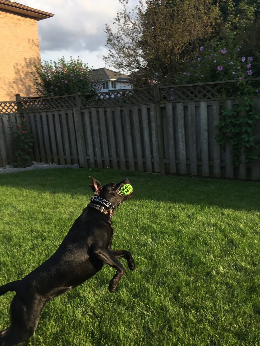 Puptown Girl’s Pet Services | 307 Hamilton Regional Rd 8, Stoney Creek, ON L8G 1E5, Canada | Phone: (905) 746-0534