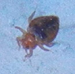 PROTEC Pest Control Lindsay | 87 Short Ave, Lindsay, ON K9V 1J5, Canada | Phone: (705) 308-7378