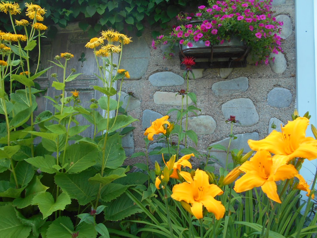 Dons Daylily Hybrids | 5538 NS-331, Petite Rivière Bridge, NS B4V 5Y9, Canada | Phone: (902) 688-1686