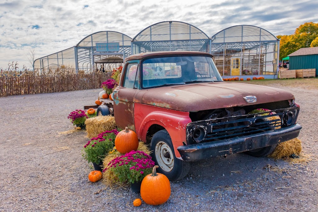 Pingles Farm Market | 1805 Taunton Rd, Hampton, ON L0B 1J0, Canada | Phone: (905) 725-6089