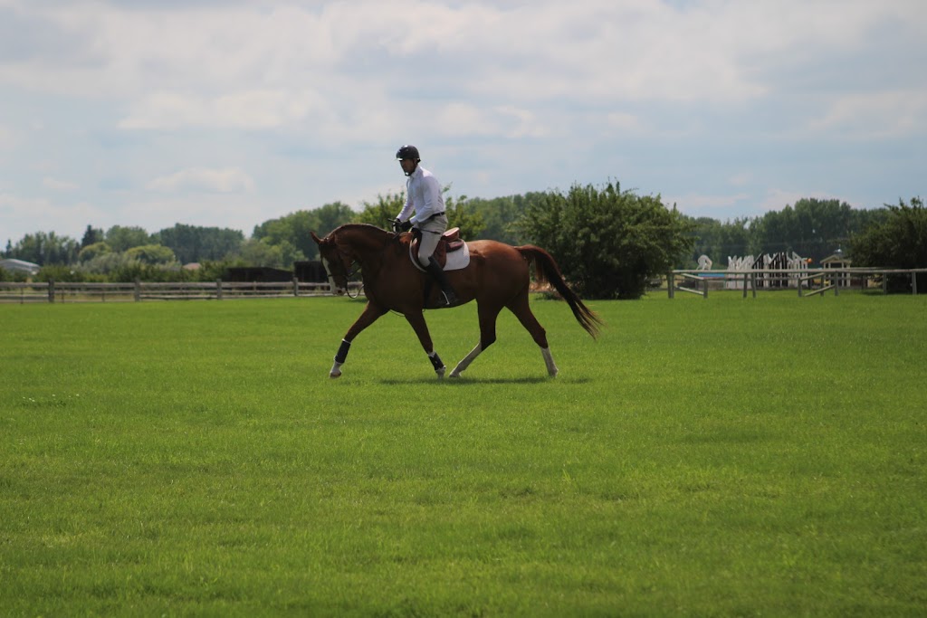 Benchmark Equestrian | 226039 88 St E, De Winton, AB T0L 0X0, Canada | Phone: (403) 397-0680
