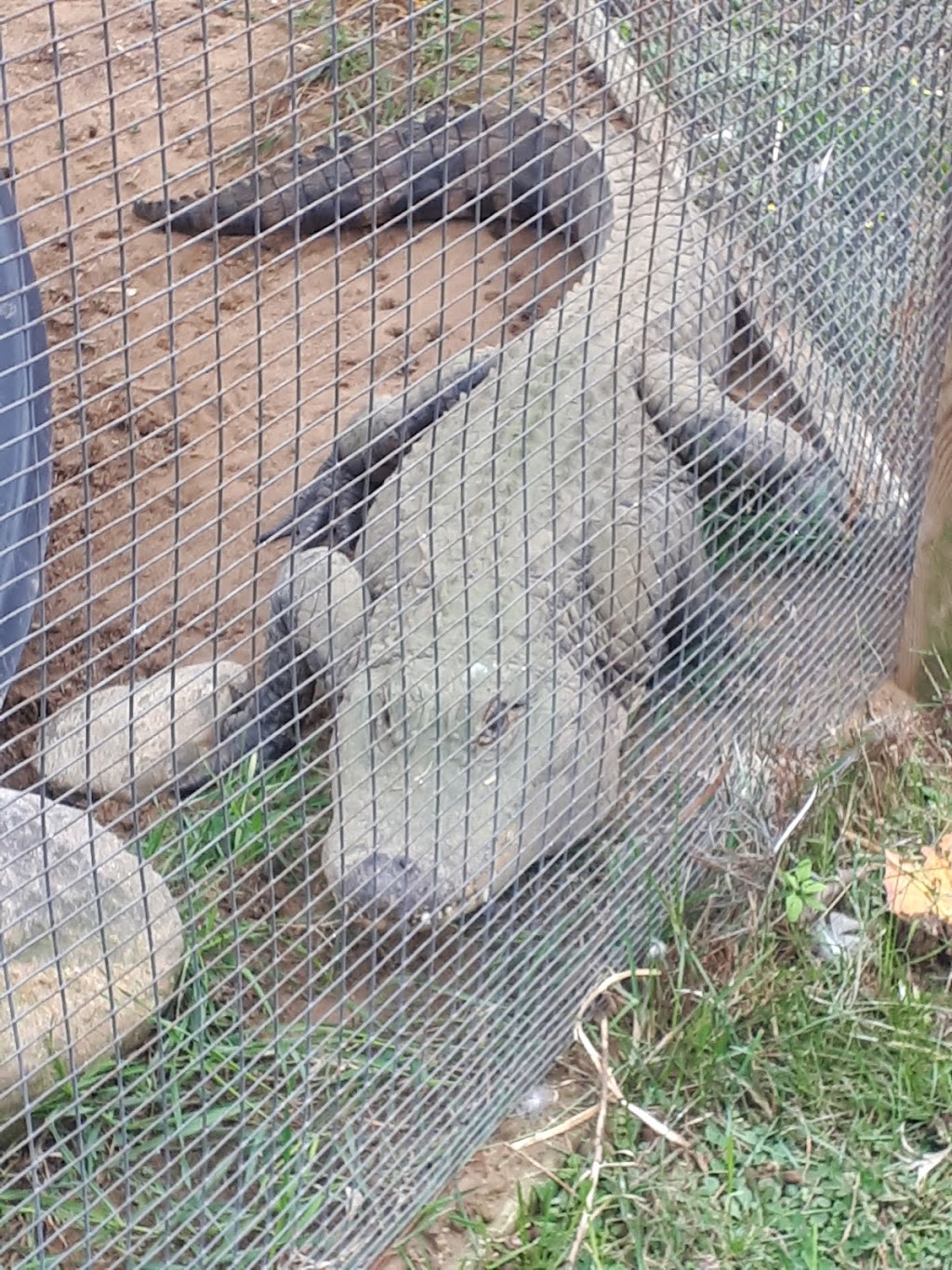 WaddlesnWags Animal Haven | 546 Corrigan Rd, Eganville, ON K0J 1T0, Canada | Phone: (613) 628-5409