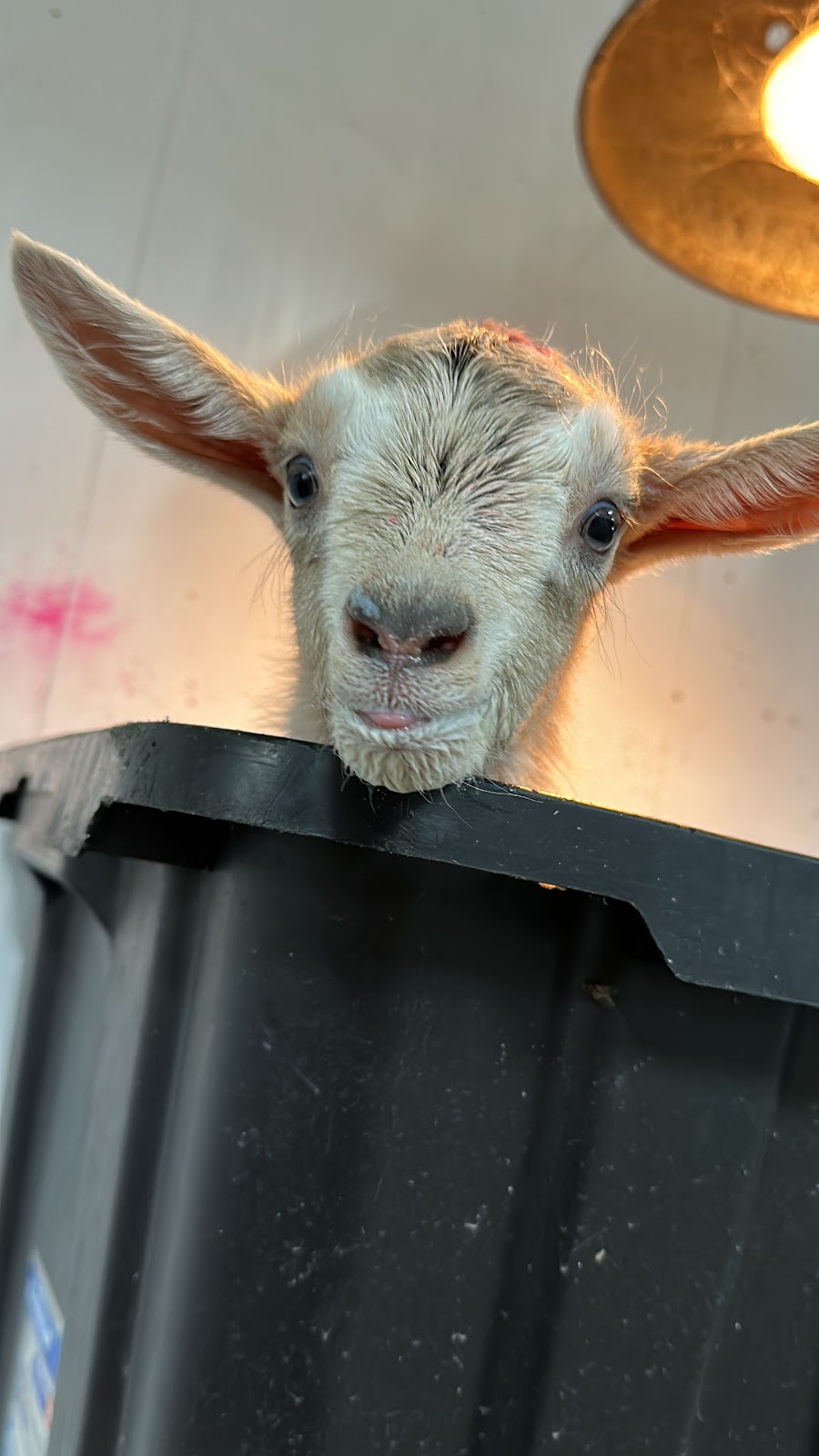 Donkers Family Farm | 9340 Mill Rd, Shedden, ON N0L 2E0, Canada | Phone: (519) 280-3276