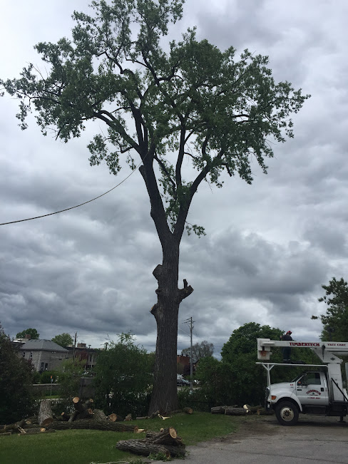 Timbertech Tree Care | 654 Airport Rd, Stirling, ON K0K 3E0, Canada | Phone: (613) 968-1897