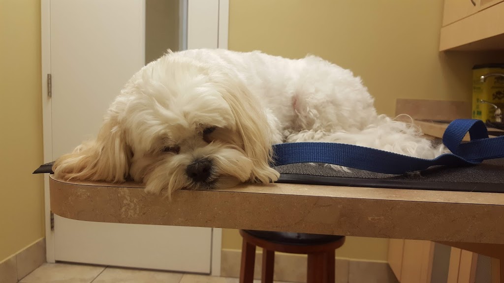 Westbridge Veterinary Hospital | 6956 Financial Dr #4, Mississauga, ON L5N 8J4, Canada | Phone: (905) 285-0002