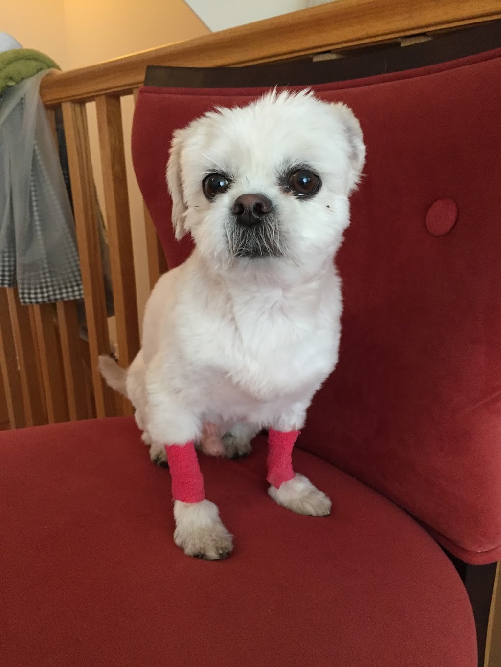 Vanier Animal Hospital | 23-C Selkirk St (Located in Eastview Plaza), Ottawa, ON K1L 6N1, Canada | Phone: (613) 748-1234