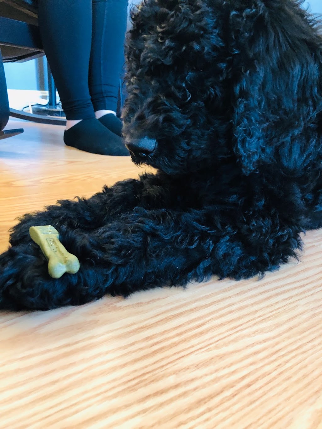 Kala, Services Canins et Équins - Éducation et Dressage - Mirabe | de, Rue De Courcelles, Mirabel, QC J7J 0B3, Canada | Phone: (450) 803-5078
