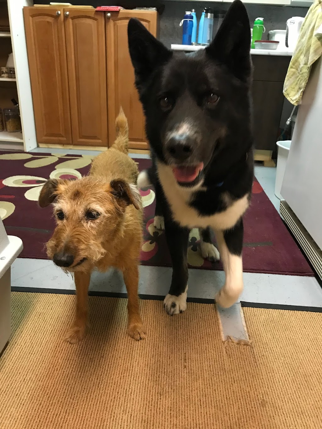 Happiest Pup Pet Services | 3085 Departure Bay Rd, Nanaimo, BC V9T 1B6, Canada | Phone: (250) 268-4493
