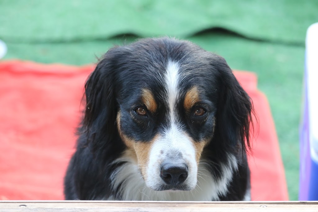 Brad Pattison Pet Wellness | 12160 103 A Ave, Surrey, BC V3V 3G8, Canada | Phone: (250) 317-9889