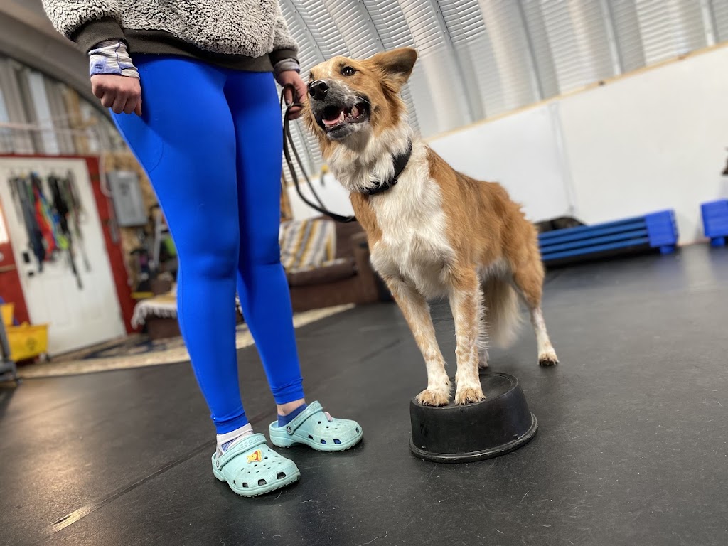 Paws Unleashed AB | 45076 AB-11, Condor, AB T0M 0P0, Canada | Phone: (403) 304-9738