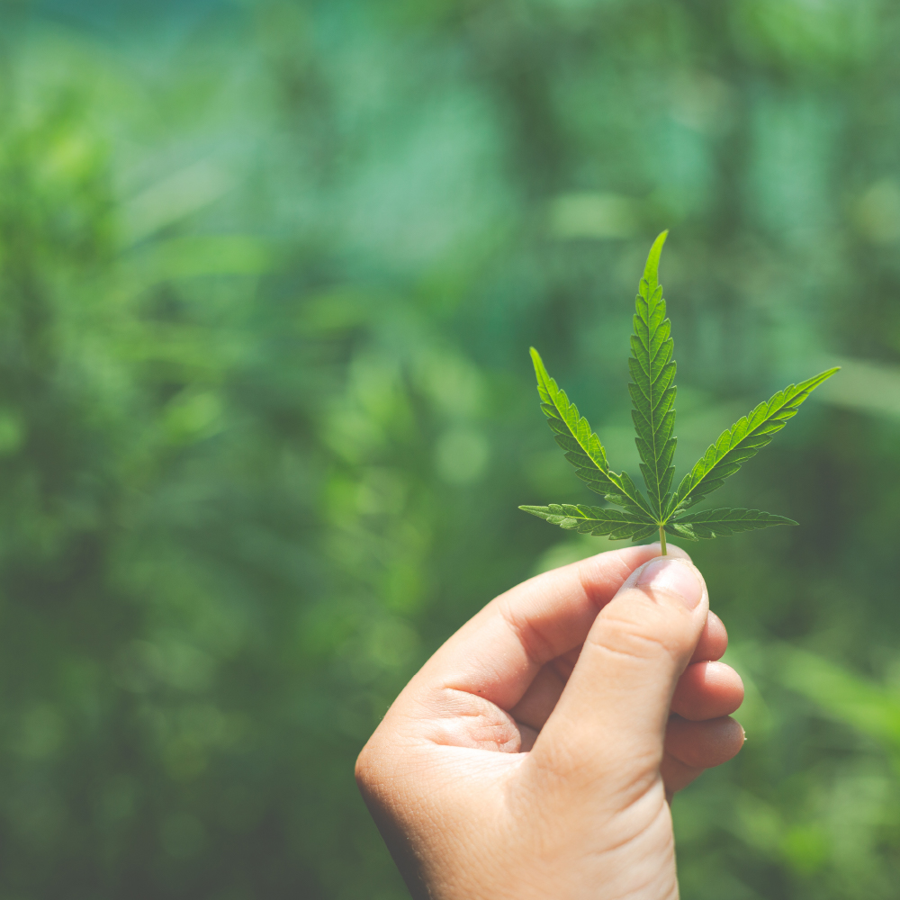U Cann Grow | 5 Peacock Bay, St. Catharines, ON L2M 7N8, Canada | Phone: (905) 646-2000