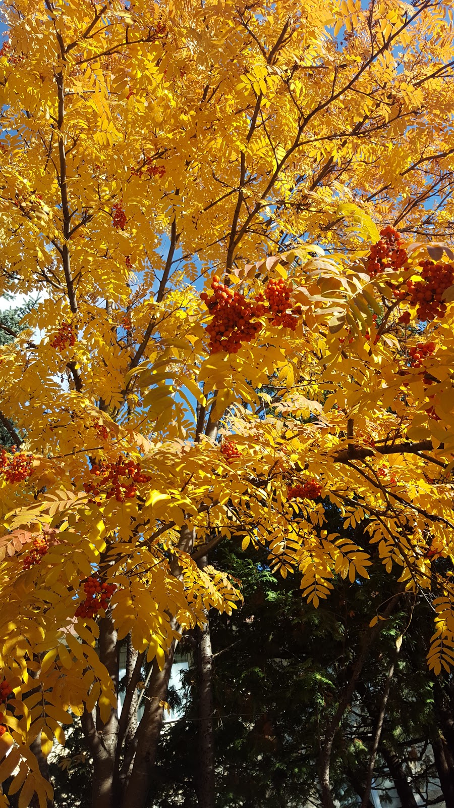 Vista Park Lodge | 144 Novavista Drive, Winnipeg, MB R2N 1P8, Canada | Phone: (204) 257-6688