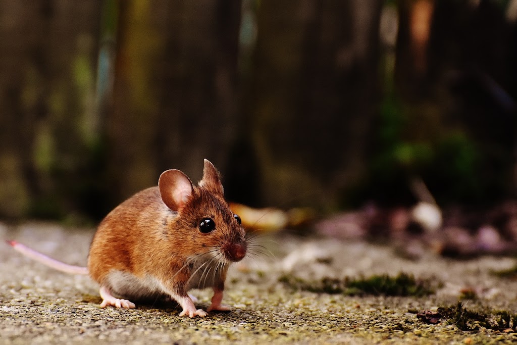 Capital WildLife Control | 1387 De, Rue de Rouen, Boucherville, QC J4B 7Y3, Canada | Phone: (514) 664-1179