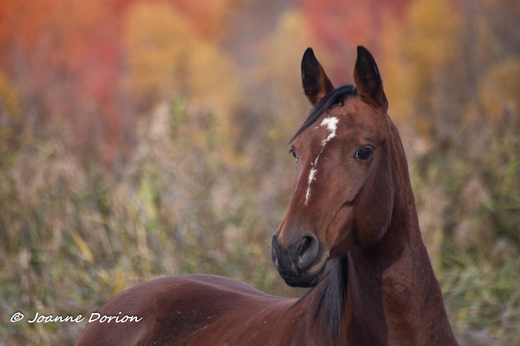 Joanne Dorion photographe | Rue du Lac, Shefford, QC J2M 1P5, Canada | Phone: (450) 558-9576