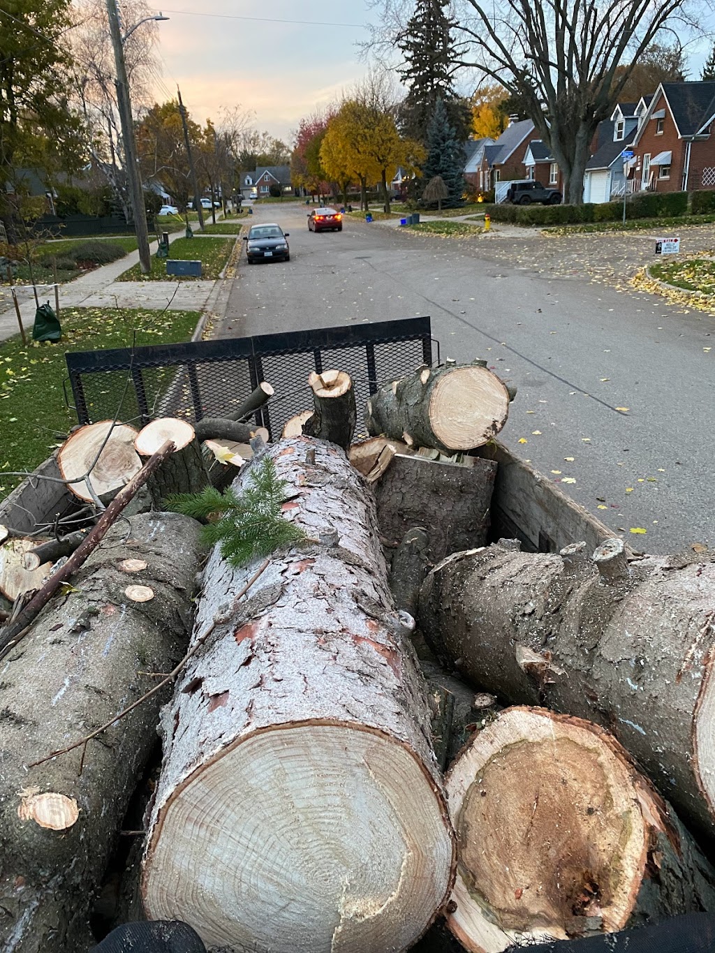 GreenCare Tree Services | 808 Courtland Ave E, Kitchener, ON N2C 1K3, Canada | Phone: (519) 329-0938