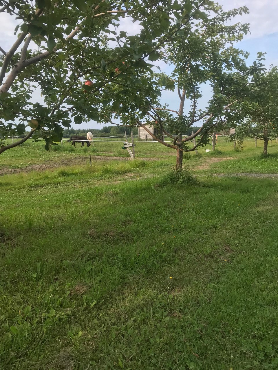 Ranch et Jardins Myké, autocueillette de bleuets et pommes | 414 Chem. des Îles, Pintendre, QC G6C 7M5, Canada | Phone: (418) 839-0207