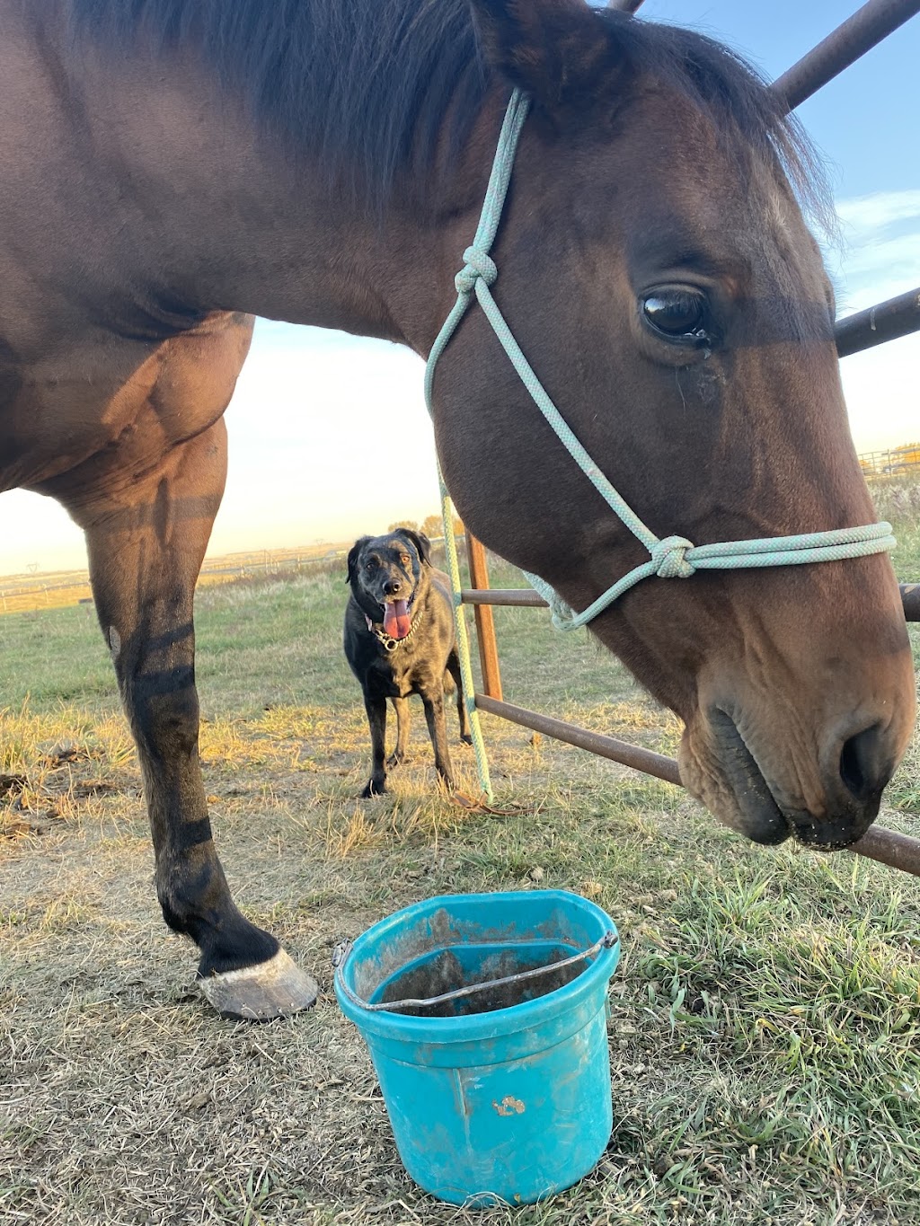 Synergy Equine Veterinary Services | 64020 242 Ave W, Alberta T1S 4C2, Canada | Phone: (403) 700-0818