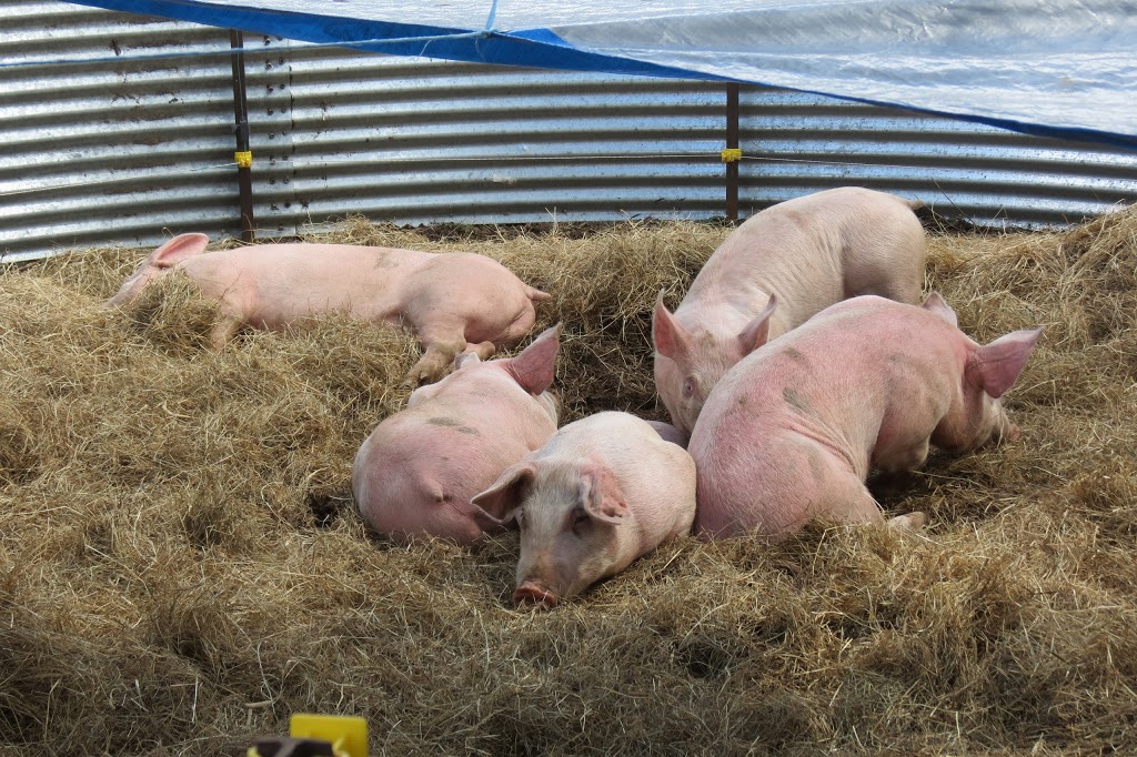 Ferme Rosa | 953 1e Rang, Val-Alain, QC G0S 3H0, Canada | Phone: (418) 744-1313