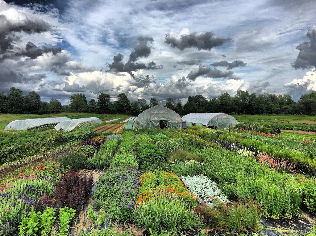 Sideroad Farm | 805092, Sideroad 25 RR3, Markdale, ON N0C 1H0, Canada | Phone: (519) 377-6673