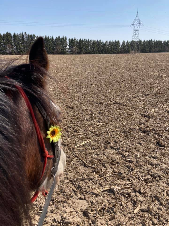Forever Farm | 9145 Corktown Line, Tupperville, ON N0P 2M0, Canada | Phone: (519) 917-1454