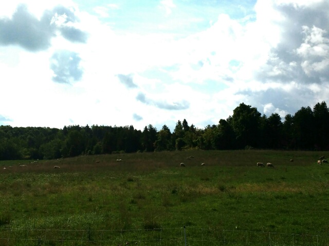 All Sorts Acres | 312088 ON-6, Ayton, ON N0G 1C0, Canada | Phone: (519) 803-9875