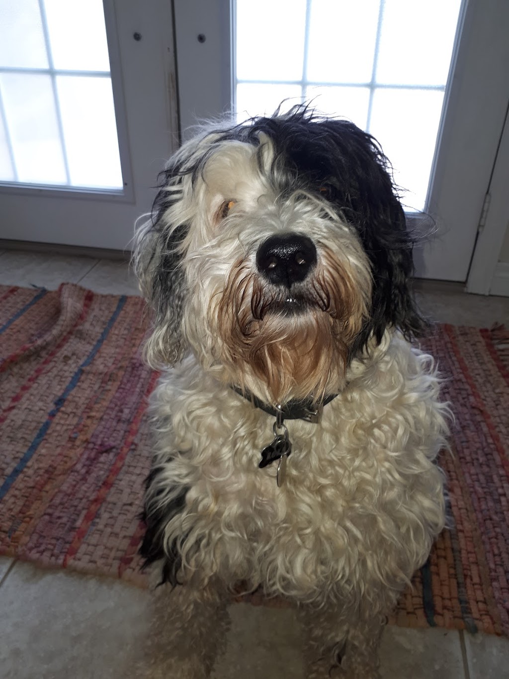 Fusion Pet Service | Magnolia Dr, Hamilton, ON L9C 5Z3, Canada | Phone: (905) 807-3346