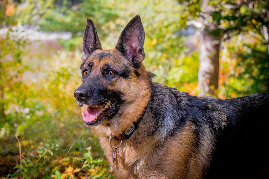 Drew Johnston Photography | 1912 Granville Rd, Port Wade, NS B0S 1A0, Canada | Phone: (902) 250-0054