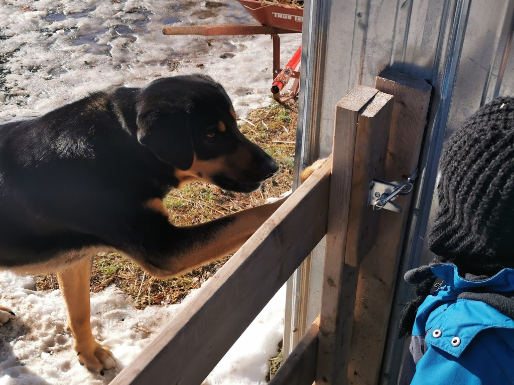 Zoothérapie anime-maux | 2692 Chemin du Ruisseau Saint Georges S, Saint-Jacques, QC J0K 2R0, Canada | Phone: (514) 222-1836