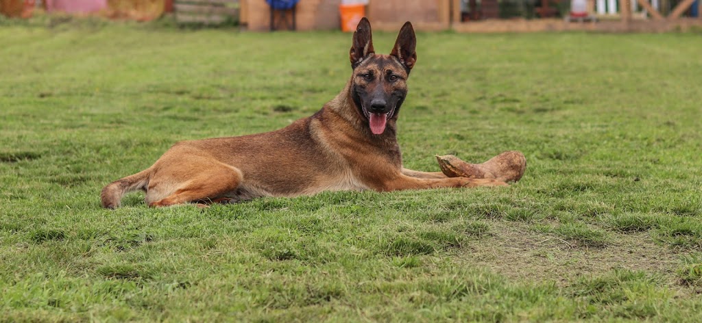 Ideal Canine | 33717 6 Ave, Mission, BC V2V 2A5, Canada | Phone: (778) 347-1884