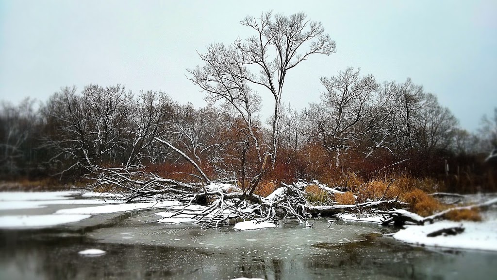 McLaughlin Bay Wildlife Reserve - Second Marsh Wildlife Area | Beaton, Oshawa, ON, Canada