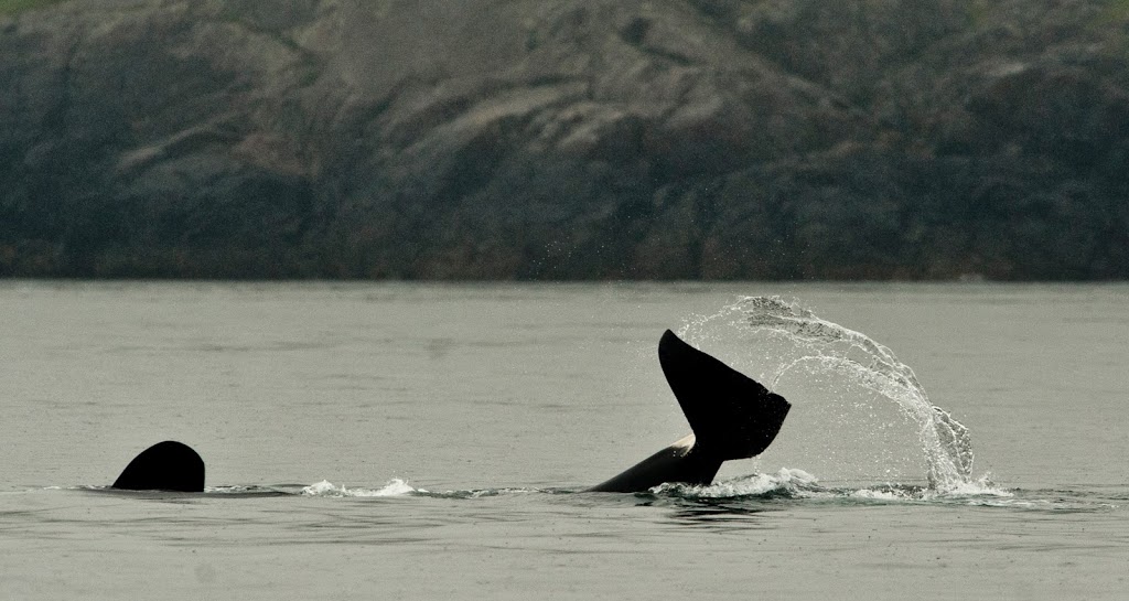 Gato Verde Adventure Sailing | 355 Harris Ave #108, Bellingham, WA 98225, USA | Phone: (360) 220-3215