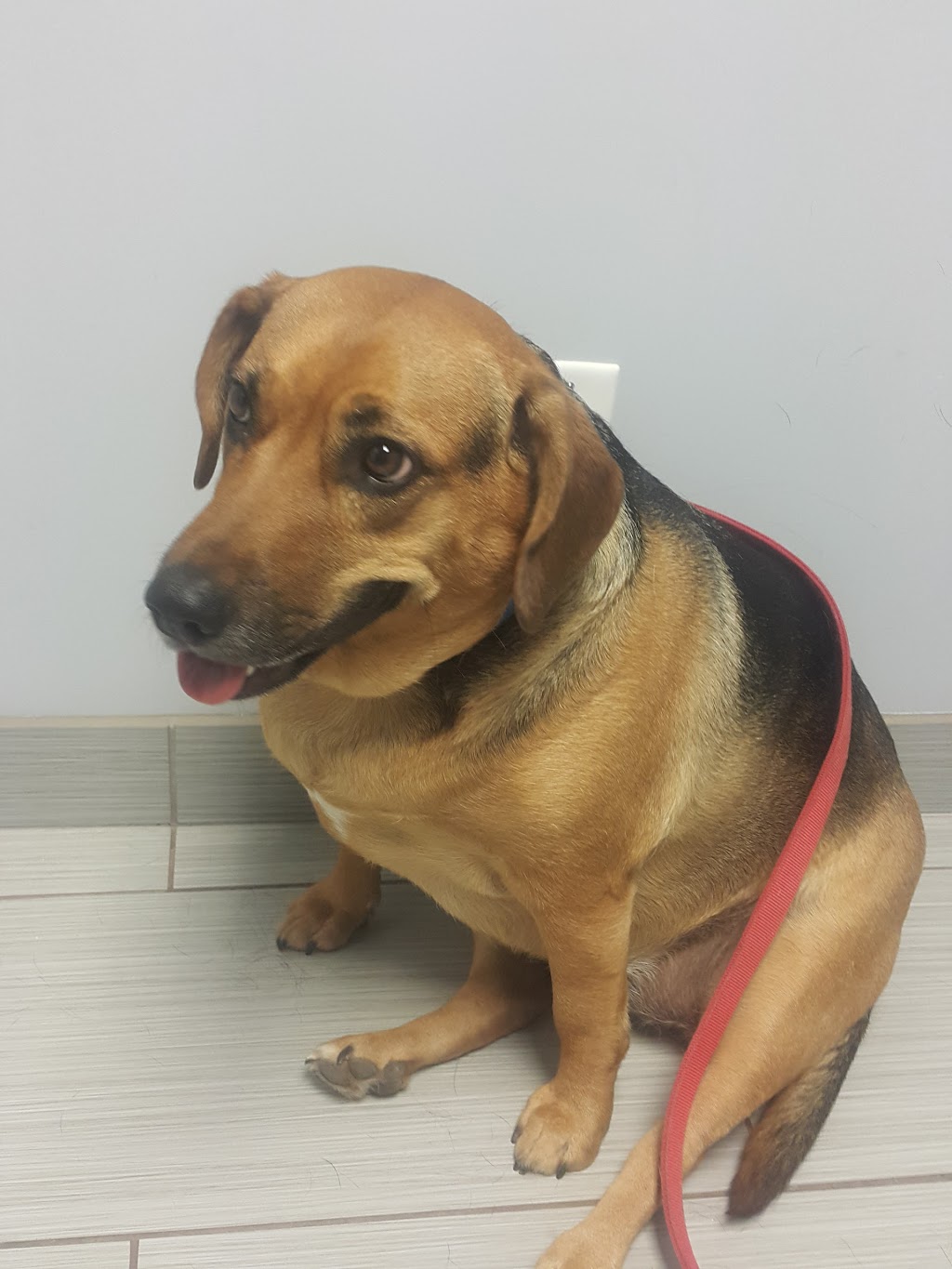 Bloor Street Animal Hospital | 214 Bloor St E, Oshawa, ON L1H 3M6, Canada | Phone: (905) 728-6000