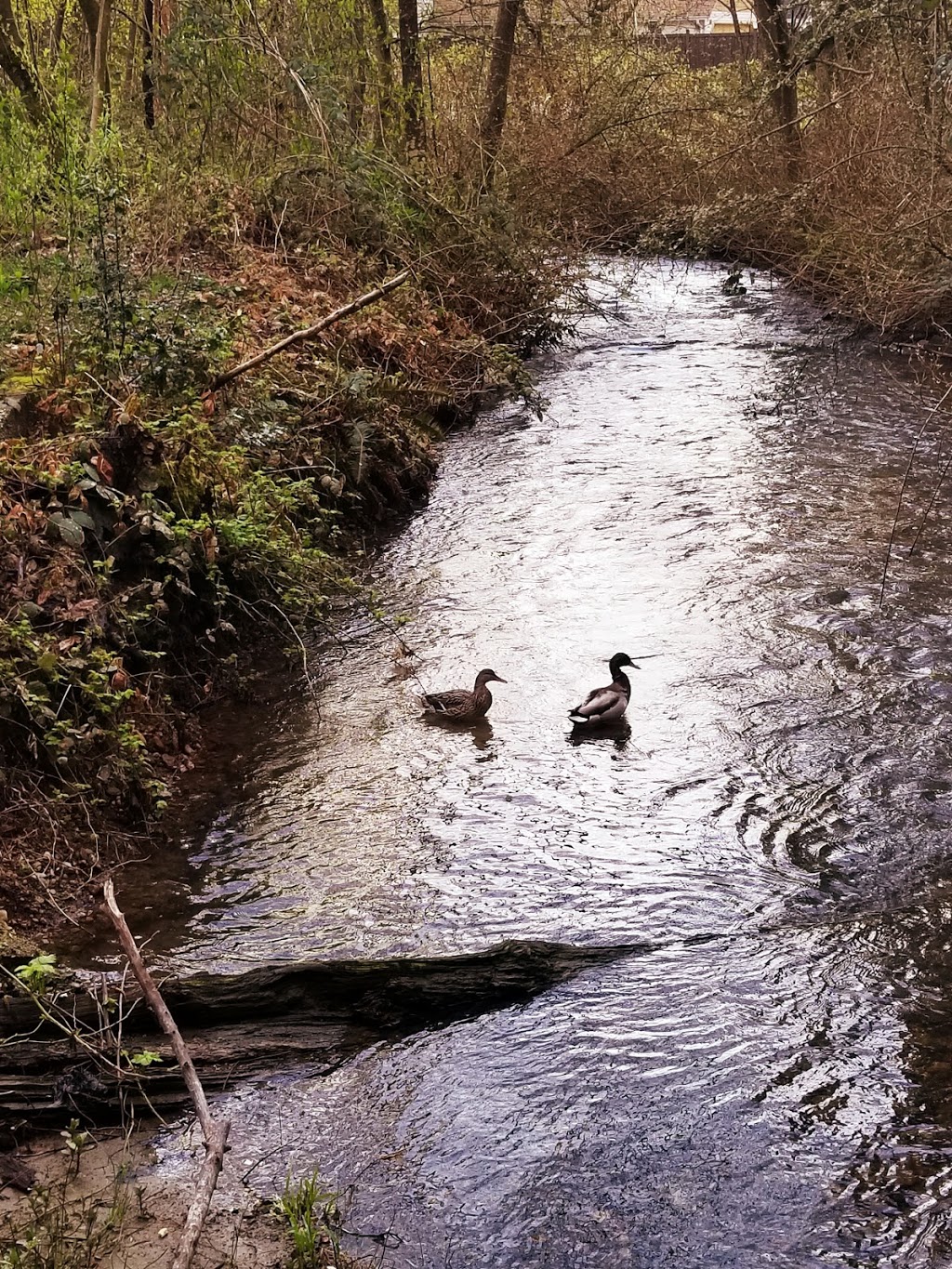 Hoy Creek Bridge | 1205 Johnson St, Coquitlam, BC V3B 7G4, Canada