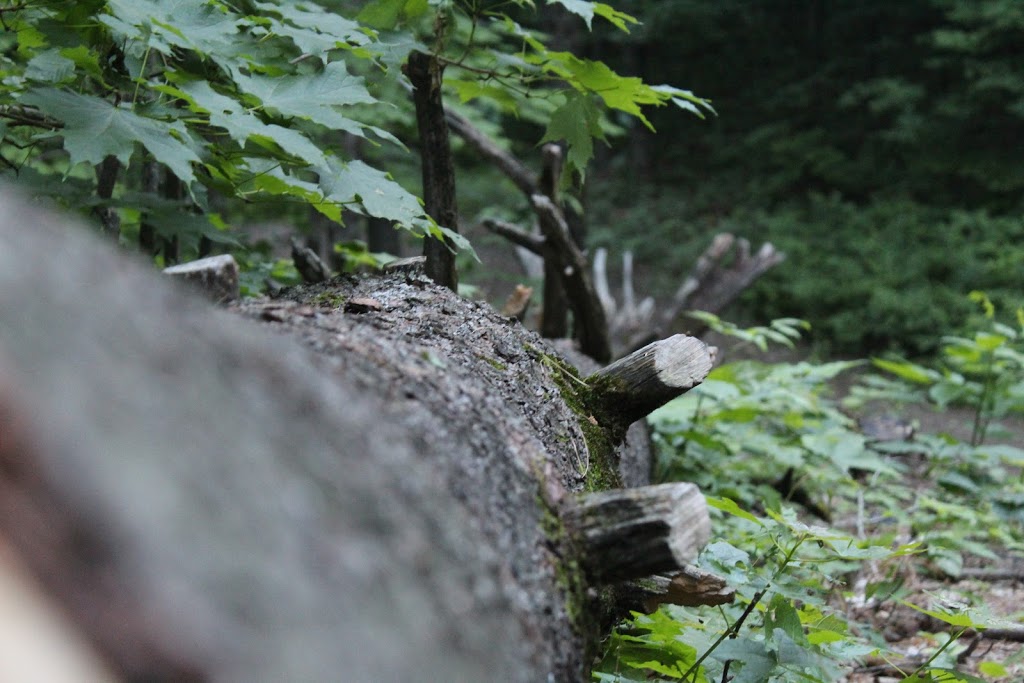 P7 Gatineau Park | 206 Chemin Kingsmere, Chelsea, QC J9B 1G8, Canada