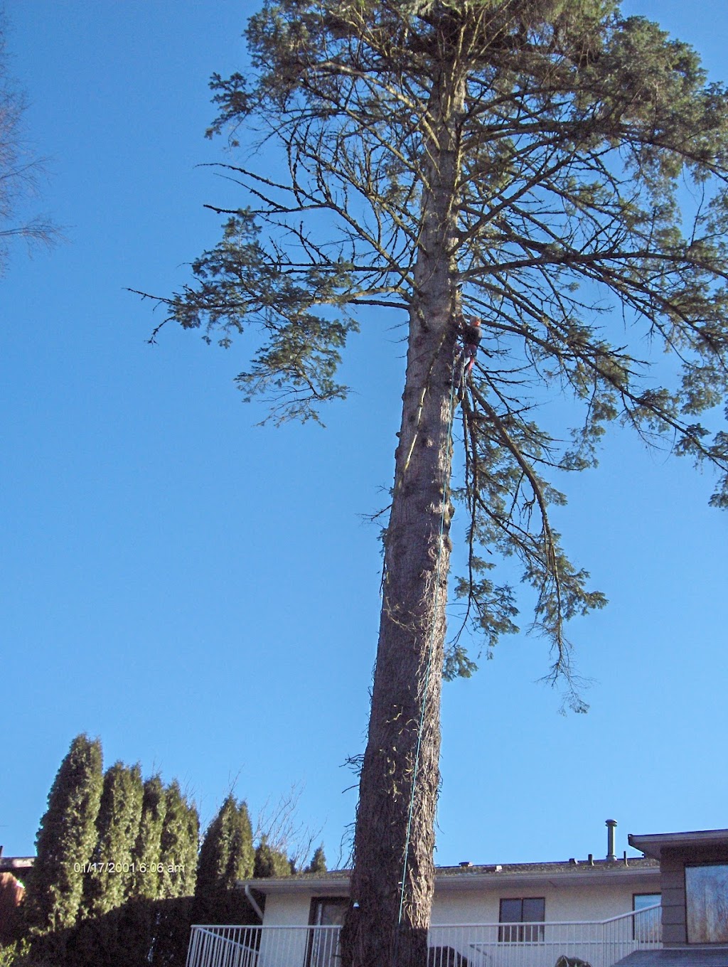 All Acres Tree Service | Box 208, Chemainus, BC V0R 1K0, Canada | Phone: (250) 246-1265