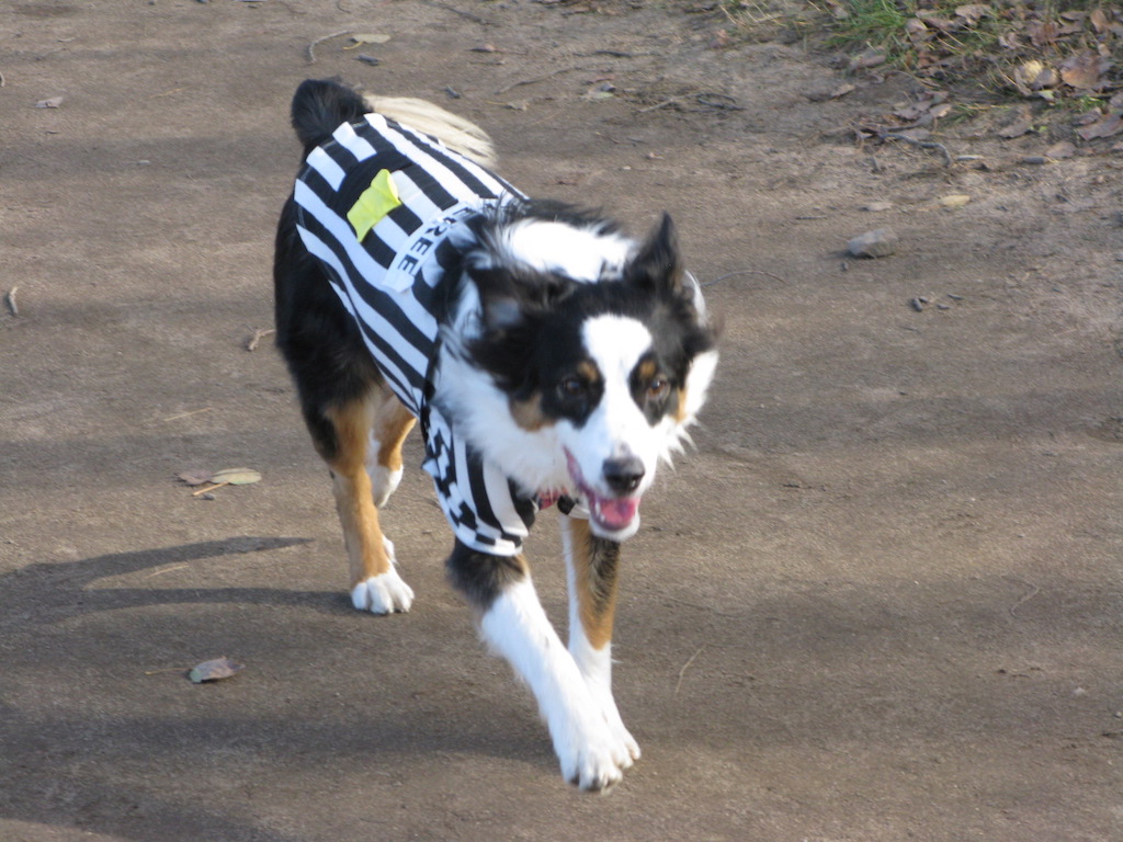 Dogawalk Adventures | 2592 Concession Rd 12, Pakenham, ON K0A 2X0, Canada | Phone: (613) 793-7347