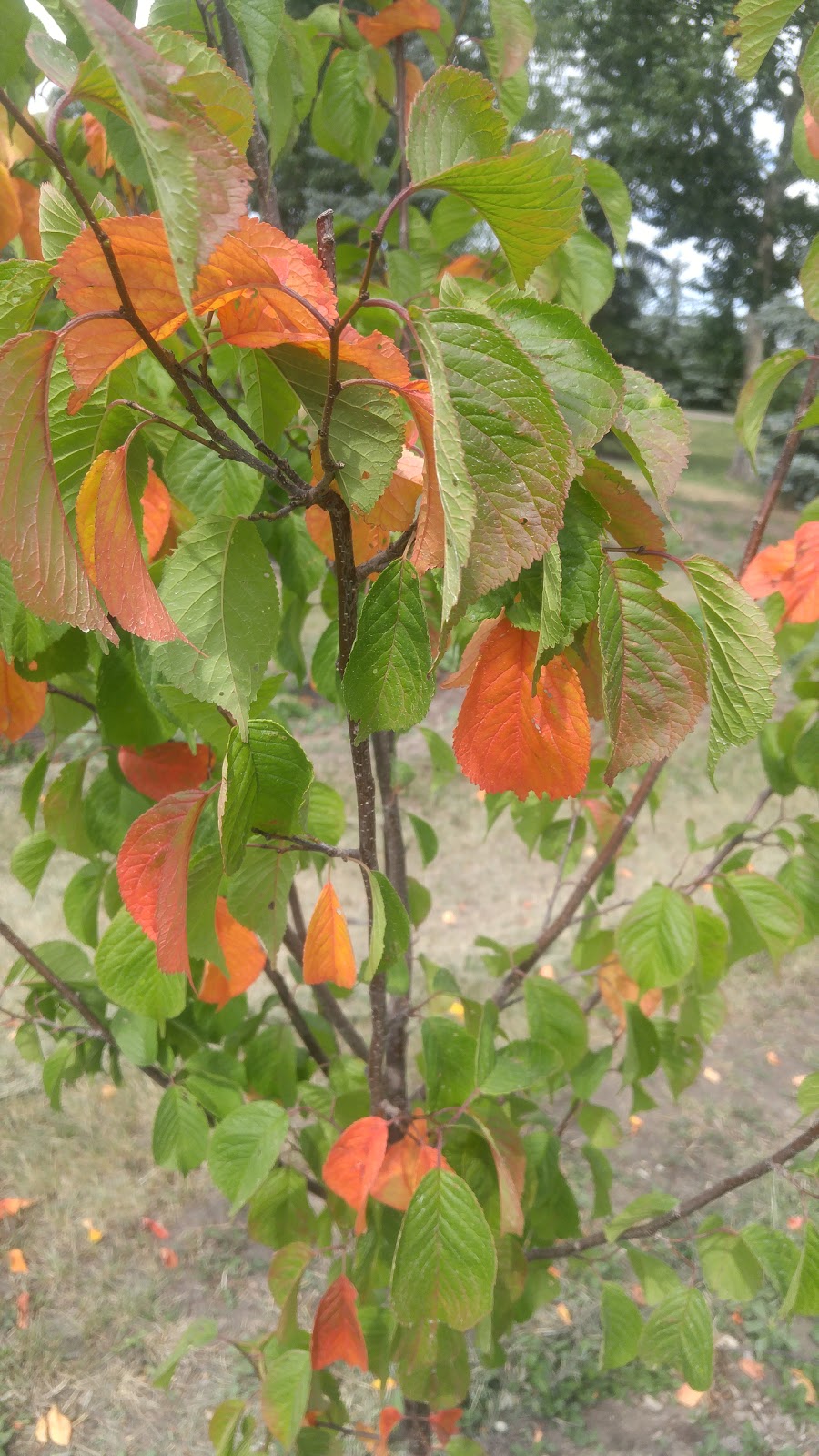 5 Star Trees LTD. | Foothills County, AB T0L 0A0, Canada | Phone: (403) 256-2089