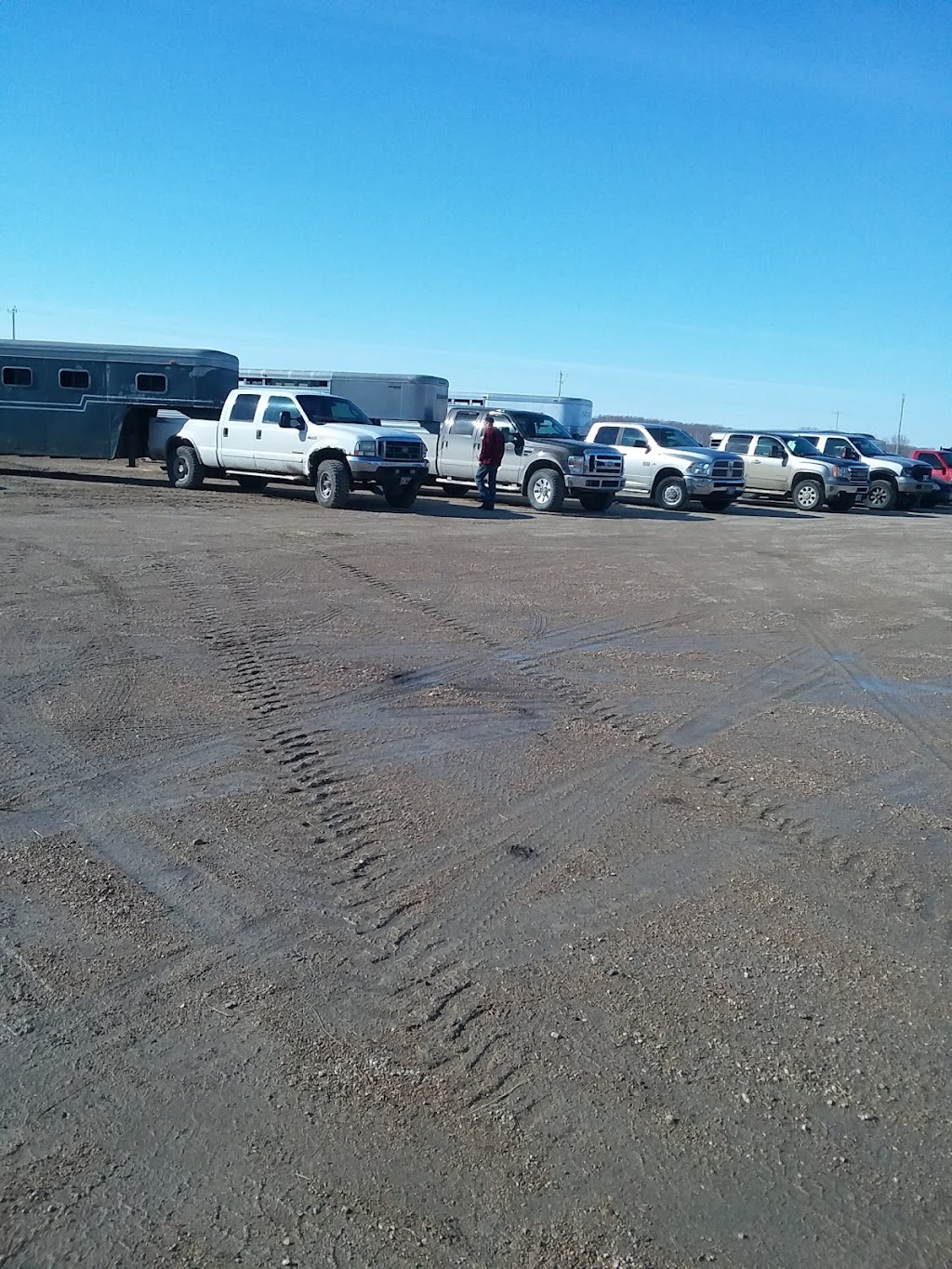 Grunthal Livestock Auction Mart Ltd | 28121 Private 205 Rd, Grunthal, MB R0A 0R0, Canada | Phone: (204) 434-6519