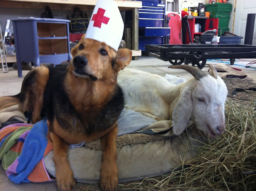 Chedoke Animal Hospital | 1288 Mohawk Rd, Ancaster, ON L9G 3K9, Canada | Phone: (905) 648-4747