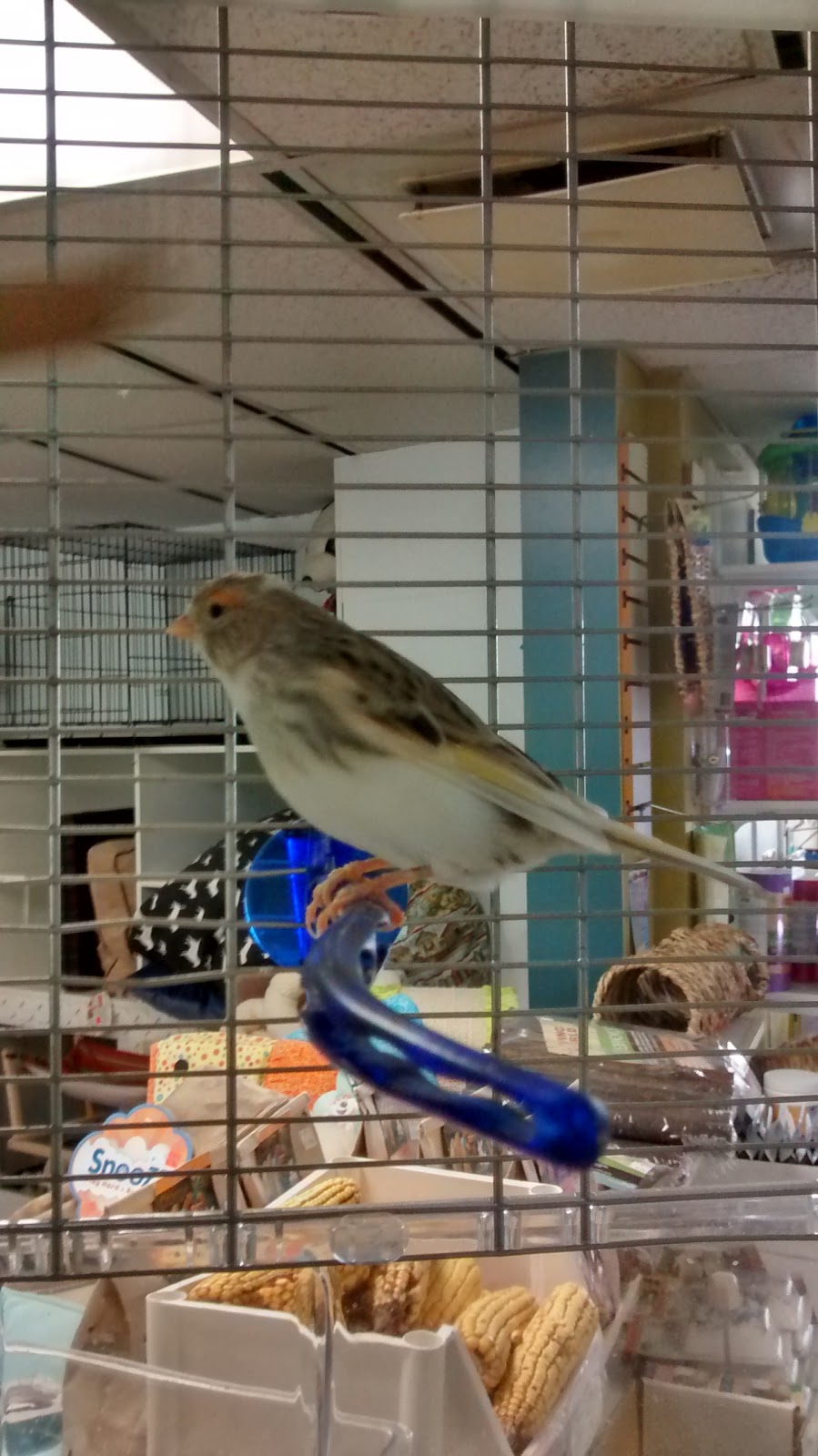 animalerie la fine griffe | 5700 Rue Martineau, Saint-Hyacinthe, QC J2R 1T6, Canada | Phone: (450) 796-4090