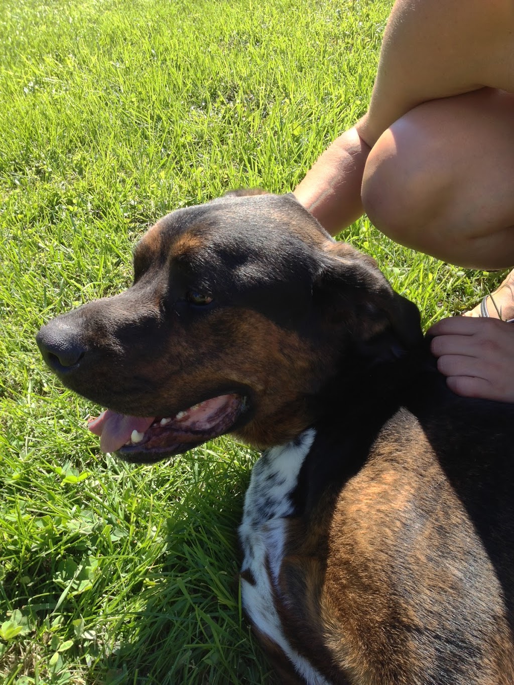 Complete K9 Care | 631 Second Line Rd, Bailieboro, ON K0L 1B0, Canada | Phone: (705) 760-4279