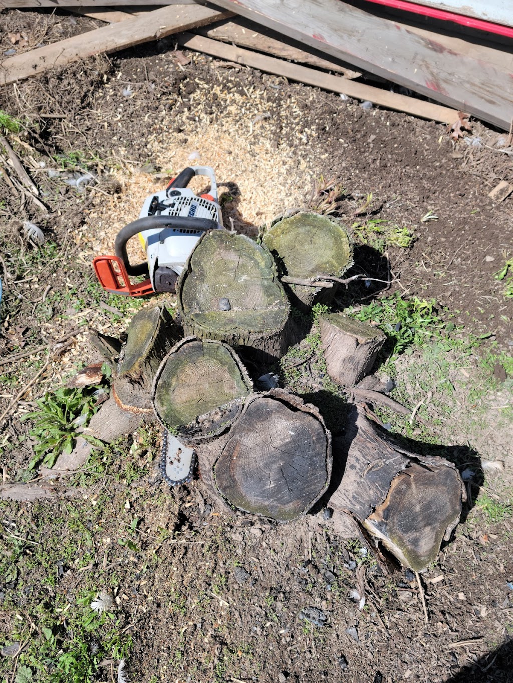 Caledon Stump Grinding | 18314 Humber Station Rd, Caledon, ON L7E 0Z5, Canada | Phone: (647) 295-0157
