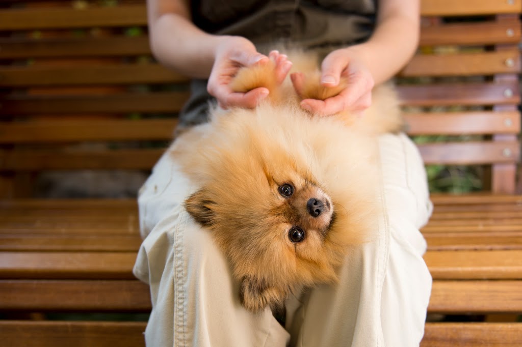 Westmount Neighbourhood Pet Clinic | 851 Wonderland Rd S, London, ON N6K 4T2, Canada | Phone: (519) 649-0080