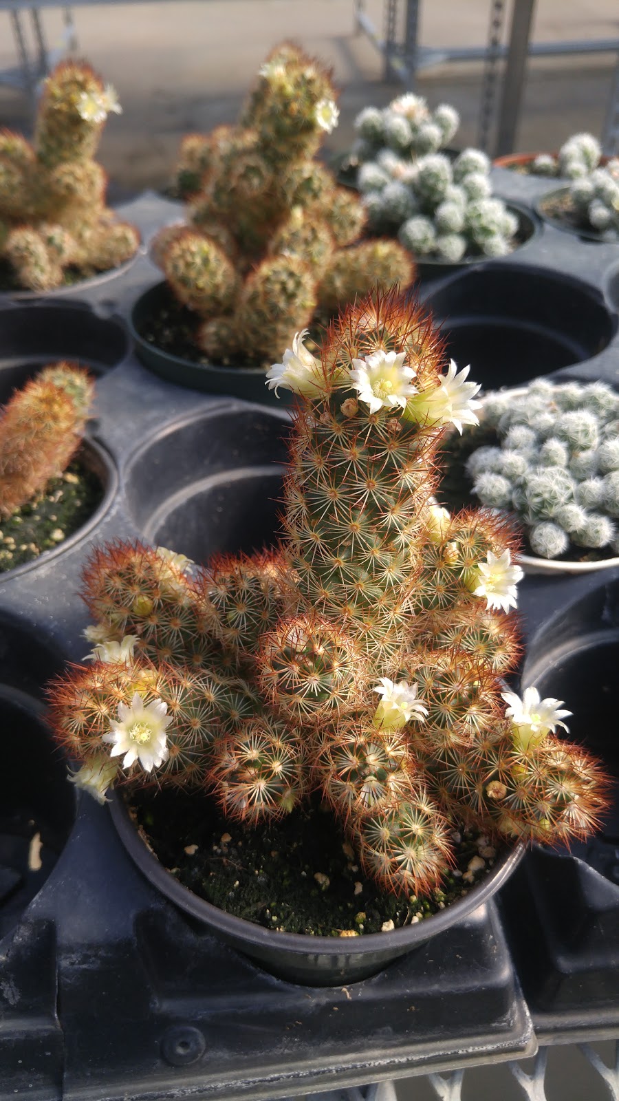 Arber Greenhouses Ltd | Wetaskiwin County No. 10, AB T9A 2Y9, Canada | Phone: (780) 352-7520