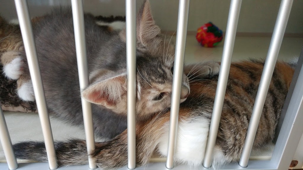 SPCA Laurentides-Labelle | 355 Rue Demontigny, Sainte-Agathe-des-Monts, QC J8C 3S5, Canada | Phone: (819) 326-4059