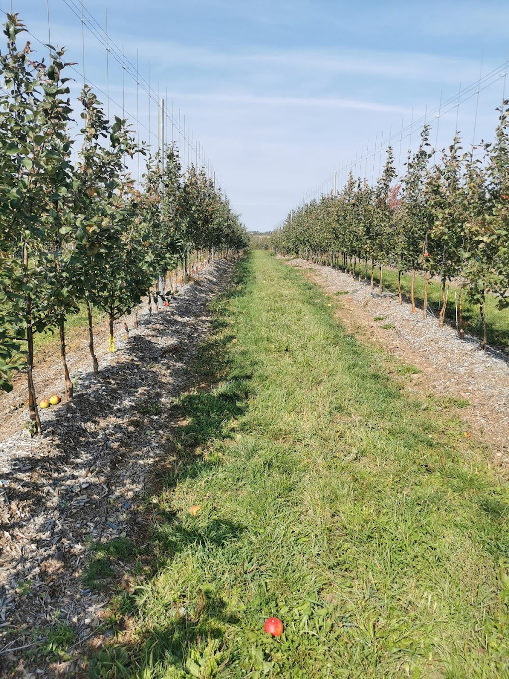 Irishview Estates Apple Orchard | 2480 NB-115, Irishtown, NB E1H 2M1, Canada | Phone: (506) 384-0294